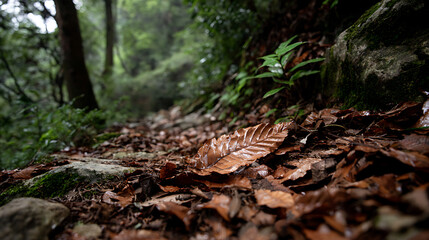 Close Detail Of Fallen Leaves In Jirisan, Good For Background Use And Ecology Themes