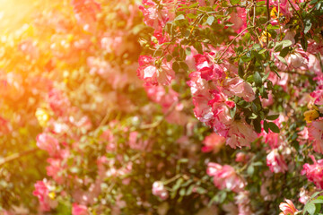Roses Flowers Garden: Pink roses bloom, shining in sunlight, garden setting, daytime, natural...