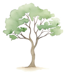 Fototapeta premium PNG Tree art watercolor painting.
