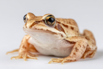 Naklejka premium closeup photograph of grass frog showcasing its intricate skin texture and natural colors