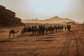 camels in the desert