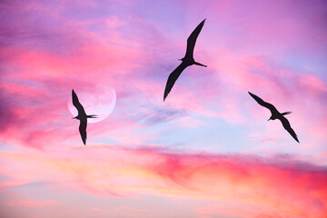 Sunset Moon Birds Silhouettes Soaring Inspirational Ethereal Surreal Sky Cloudscape Clouds Scenic