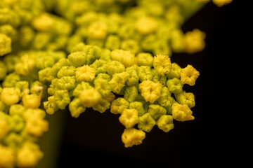 yellow flowers