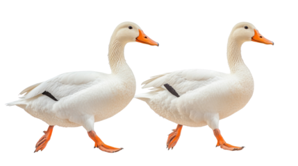 Ducks walking together nature reserve animal photography outdoor setting side view wildlife interaction