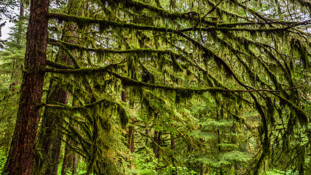 Western Hemlock trees, covered in Sphagnum moss, in Alaska rainforest, moist morning