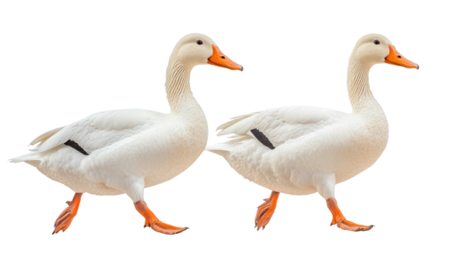 Ducks walking together nature reserve animal photography outdoor setting side view wildlife interaction