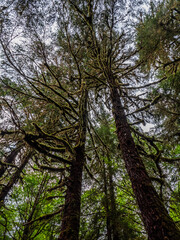 Douglas fir covered in covered in Sphagnum moss, in Alaska rainforest, moist morning