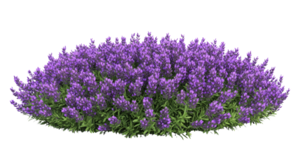 Lavender blooming in full glory garden landscape floral photography bright daylight close-up perspective nature's serenity