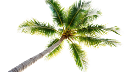 Tall palm tree against bright sky nature photography tropical environment low angle view serenity and calmness