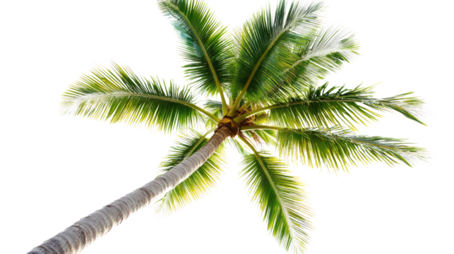 Tall palm tree against bright sky nature photography tropical environment low angle view serenity and calmness