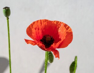 Elegant Poppy: A Dance of Color and Light