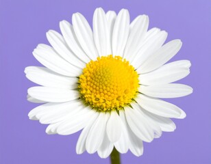 Cheerful Daisy: A Burst of Sunshine