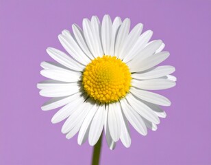 Fresh Daisy Bloom: Nature's Delight