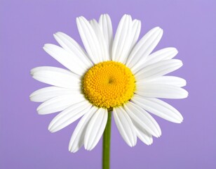 Lovely Daisy: A Floral Icon