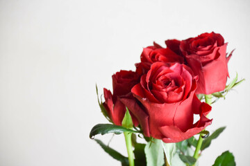 赤い薔薇