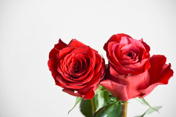 赤い薔薇