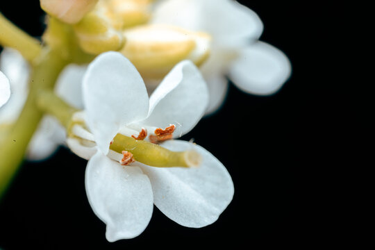 white flower on black