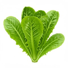 Fresh Green Lettuce Leaves on White Background