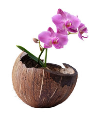 Obraz premium Elegant orchid bloom in coconut shell planter home decor floral arrangement indoor setting close-up aesthetic appeal