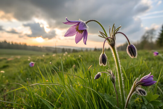 A close up of a delicate purple wildflower in a lush green meadow captures the beauty of spring