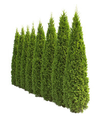 Vertical evergreen hedges for privacy outdoor landscape greenery residential area eye-level view natural aesthetics