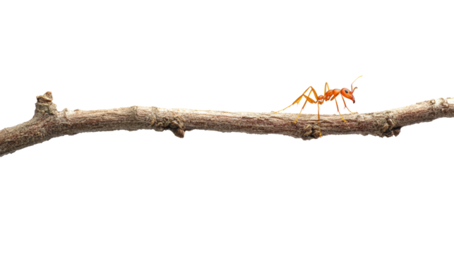 Ant navigating branch forest floor close-up photography isolated environment macro view insect behavior
