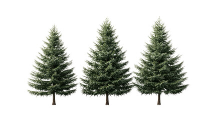 Festive evergreen trees winter wonderland nature display serene environment close-up view holiday spirit