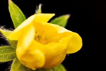 yellow flower close up