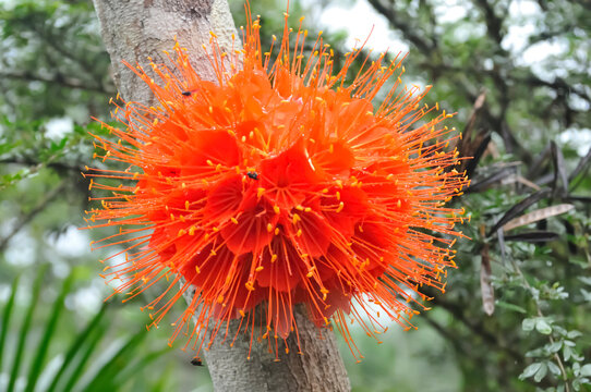 Tropical Inflorescence: The Exuberant Mountain Rose (Brownea grandiceps)