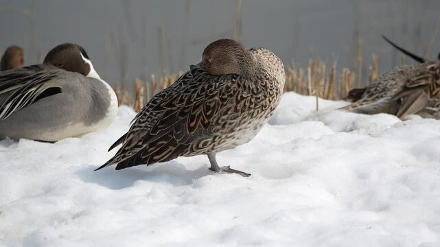 Female northern pintail ducks (Anas acuta) standing and resting on snow at 60 fps