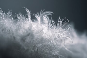 Close-up of soft, white feathers