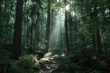 Obraz premium Sunlight streams through a misty forest path (1)