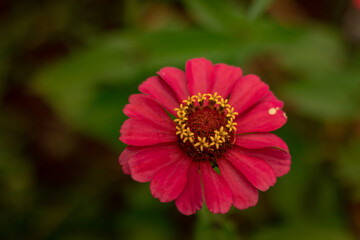Obraz premium Vibrant flower, Zinnia