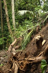 Damaged tree roots in tropical forest after rain
