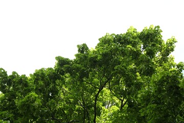 Fototapeta premium Tree branches with green leaves outdoors, low angle view