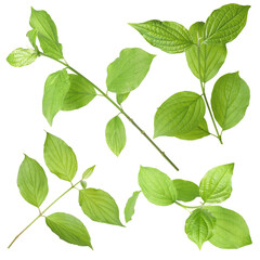 Branches with green leaves on white background, collage