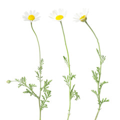 Beautiful chamomile flowers on white background, set