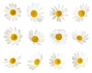 Beautiful chamomile flowers on white background, collage