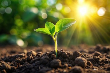 A Tiny Sprout Reaching for the Golden Sunlight, a Symbol of Growth and New Beginnings in the Lush Green Landscape