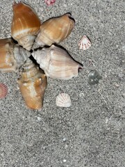 seashells on the sand