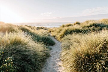 Sandy path through tall grass dunes leads to ocean at sunset