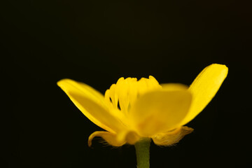 yellow flower on black