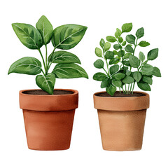 Obraz premium Watercolor Illustration of Two Potted Herbs with Terracotta Pots