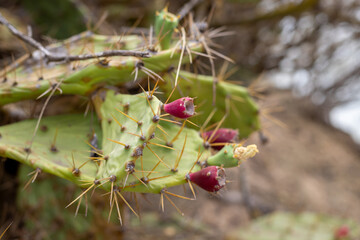 Prickly pear cactus fruits. Opuntia ficus-indica, Ria Formosa, Cacela Velha, Algarve	