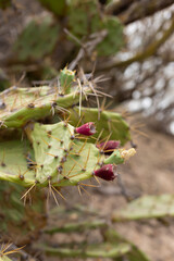 Prickly pear cactus fruits. Opuntia ficus-indica, Ria Formosa, Cacela Velha, Algarve	