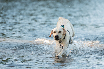 Yellow labrador retriever splashing through the shallow water of a lake