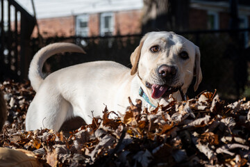Yellow labrador retriever playing in a pile of leaves