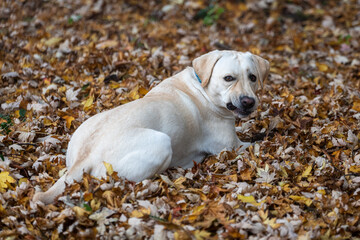 Grimacing yellow labrador retriever sitting amoung yellow leaves