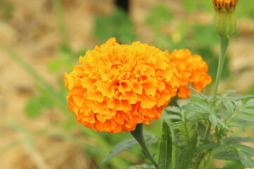 orange marigold flower