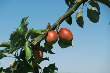 Two apples hanging from a tree branch